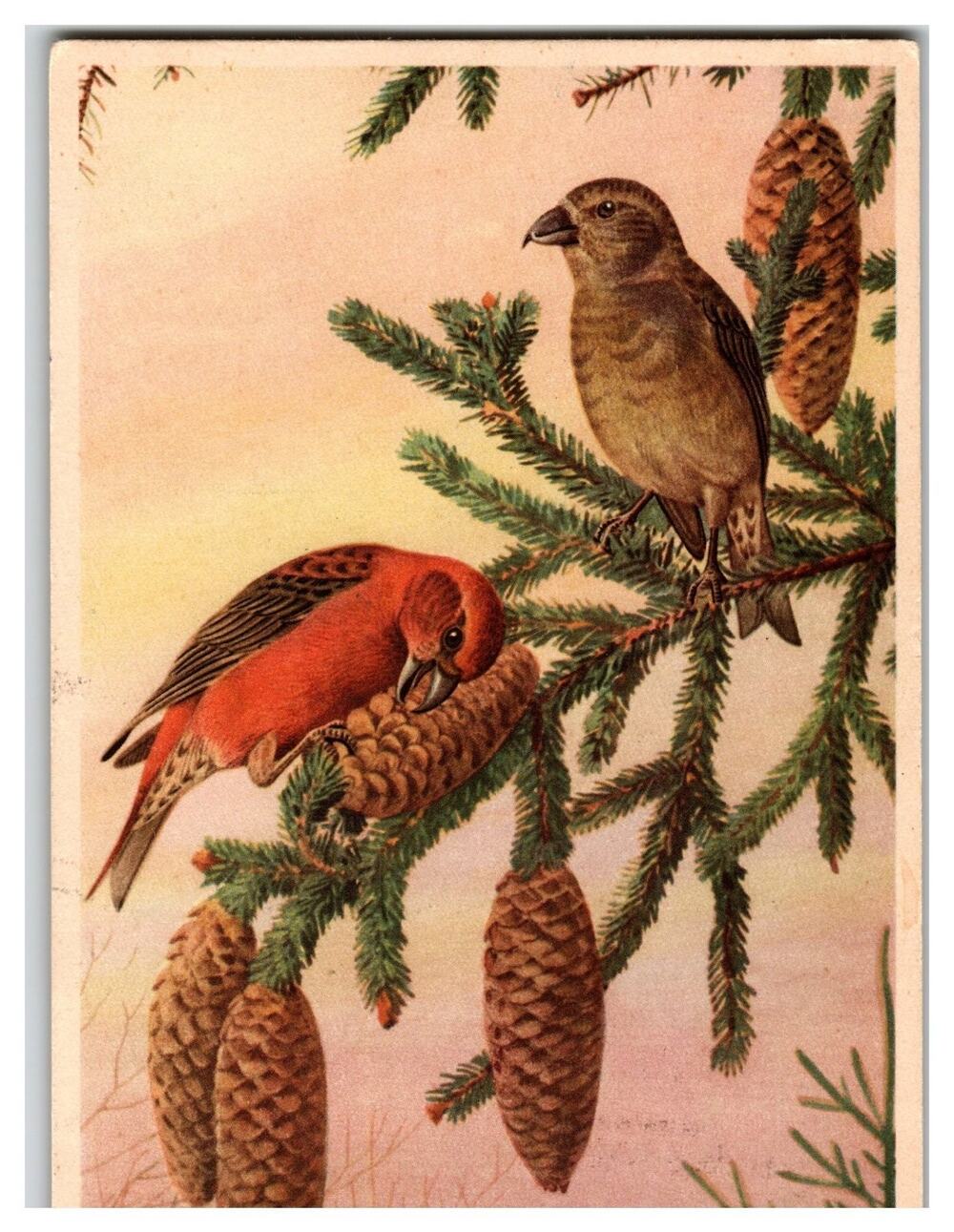 Vintage Red Crossbill Birds Pine Cones Nature Art Postcard Chromolithograph
